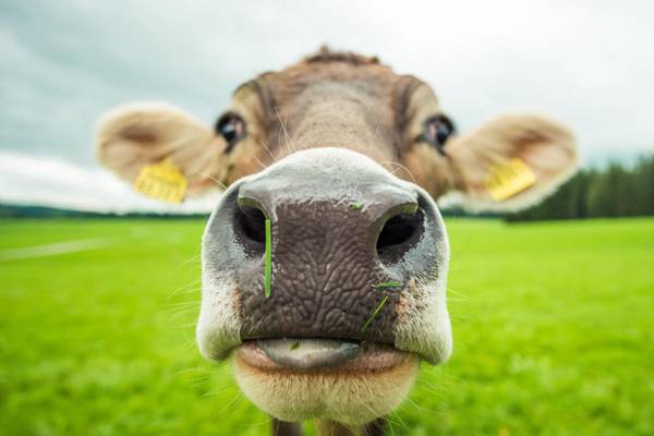 What’s your beef? The problem with eating less meat