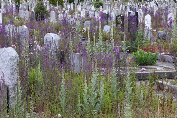 Overgrown weeds at Deansgrange cemetery ‘very hurtful to families’