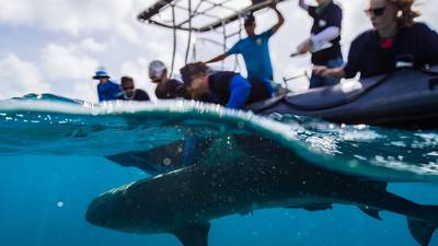 Irish researchers help to reveal the secret lives of tiger sharks