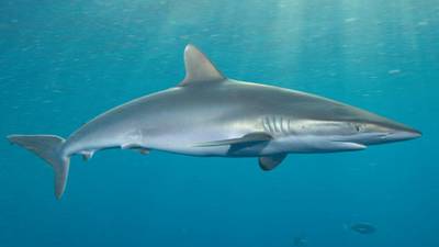 German tourist dies of shark attack wounds in Hawaii