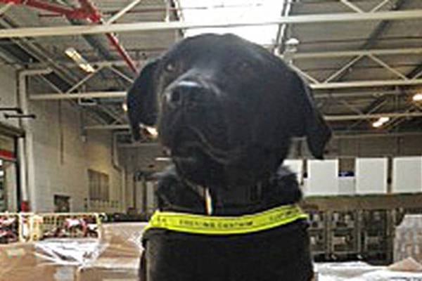 Revenue dogs Elvis and Stella help detect cigarettes and alcohol worth €150,000