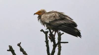 Egyptian vulture spotted in Co Roscommon on New Year’s Eve