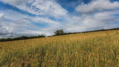 The Irish Times view on Ireland’s food security: a time for radical shifts