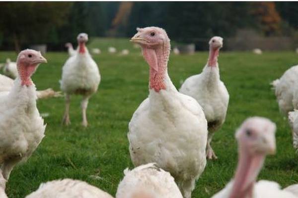 Cases of avian bird flu discovered in Monaghan turkey flock