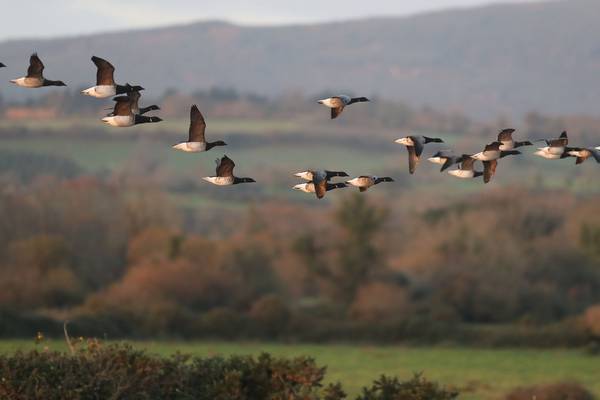 Biodiversity Week coincides with ‘critical year’ for Irish nature