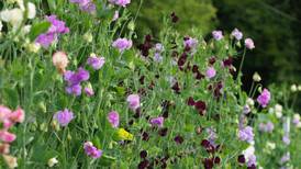 Frilly but not fragile: how to grow a hardy sweet pea