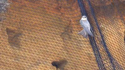 Council to remove netting on cliffs trapping sand martins after complaints