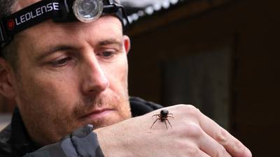 Ireland faces ‘significant population’ of false widow spiders in next 20 years