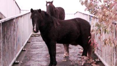 ISPCA says it can no longer take in neglected horses