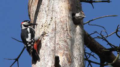 Native woodpeckers: Their meal was a large caterpillar spiced up with a beakful of winged insects