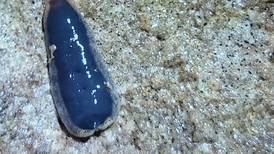 What’s this weird worm? Readers’ nature queries