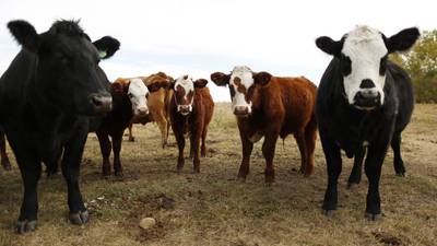 National review of peatland and farm land use promised