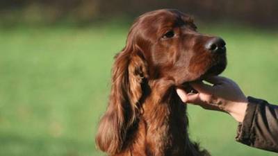 Canine world in shock at Crufts dog poisoning