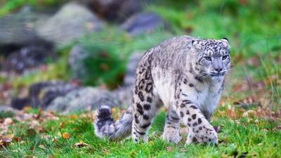 Can you think of a name for the zoo’s snow leopard?
