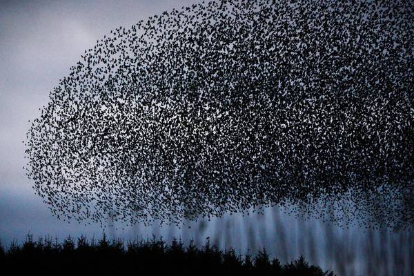 Mystery surrounds vanishing starling displays in Ireland