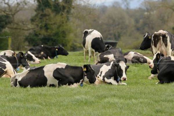 No cull of national herd to meet climate change targets, Varadkar insists