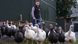 Talking turkey: a ‘crazy time’ of year as farmers prepare for festive feasts