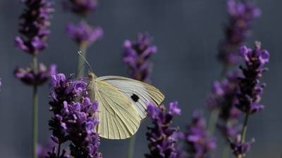 Legislators must act urgently to stem biodiversity loss, committee told