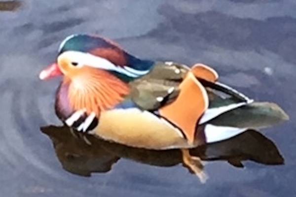 I spotted this very exotic duck on the Dodder: readers’ nature notes and queries