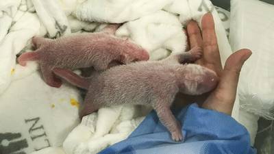 Berlin zoo announces birth of twin panda cubs