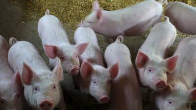 Dublin-based pig breeder   joins genetics group Genus