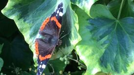 Eye on Nature: Curious case of the red admiral butterfly