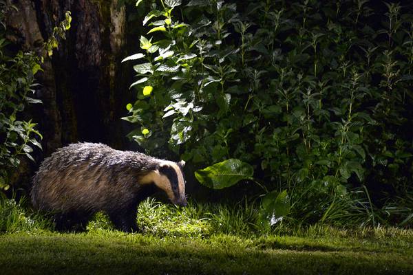 Was there a badger in my garden? Learn to read animal tracks