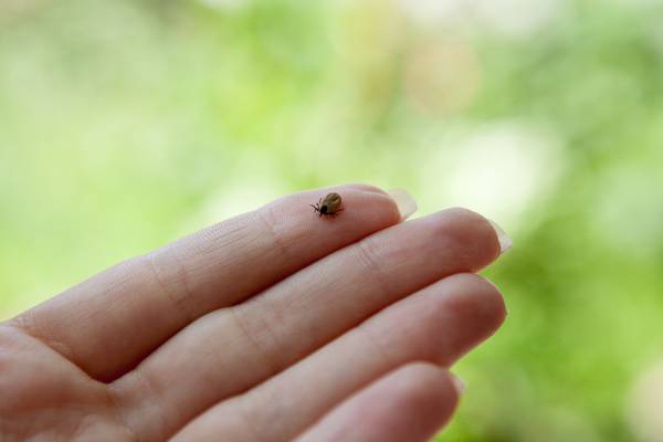 Lyme disease: What is it and how do you get it?