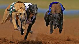 Attendance at greyhound tracks drops 20% after RTÉ expose