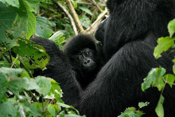 Congo to allow oil drilling in two Unesco listed national parks