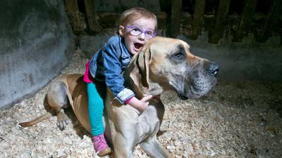 Child’s best friend: dog alerts family to girl’s seizures