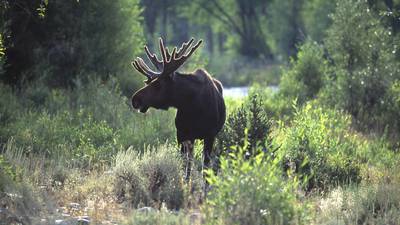 Elk-hunting scandal rocks Swedish corporate elite
