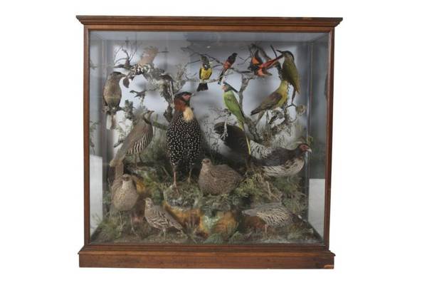 Taxidermy has become very collectible again