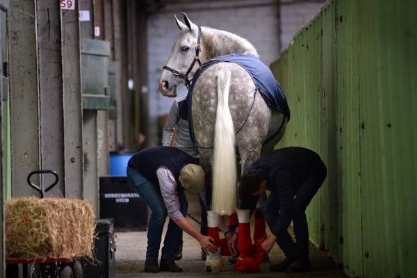 Cancellation of Dublin Horse Show casts doubt on large-scale summer events