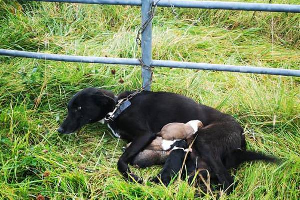 Dog with newborn puppies found abandoned and chained to gate