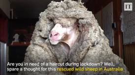 Lockdown haircuts: wild sheep rescued in Australia shorn of 35 kg fleece