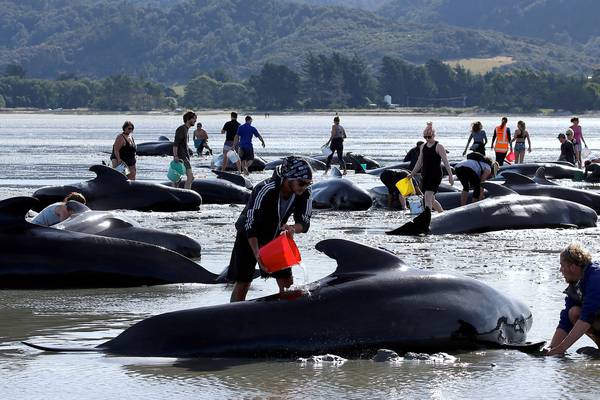 Another 240 whales swim aground at  New Zealand beach