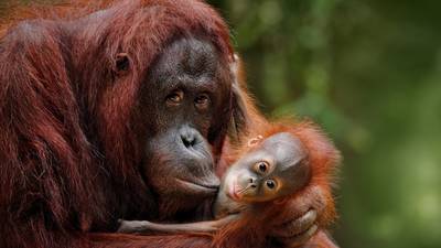 Palm oil: It’s in our bread and biscuits and it’s killing orang-utans