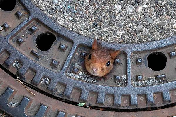 Squirrelled away: rodent rescued from German manhole cover