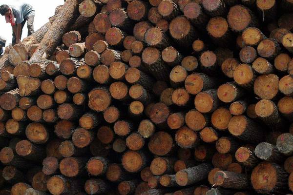 Cabinet set to approve Bill to address forestry licence backlog