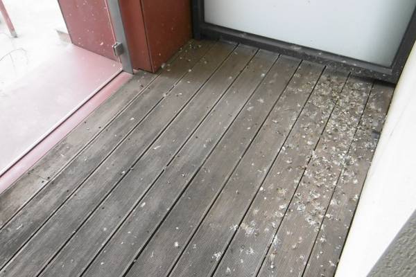 My balcony is covered in pigeon droppings. Who is liable?