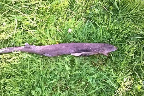 Is that a shark I found on the banks of the Suir?
