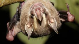 Scientist using bats to understand sense of smell