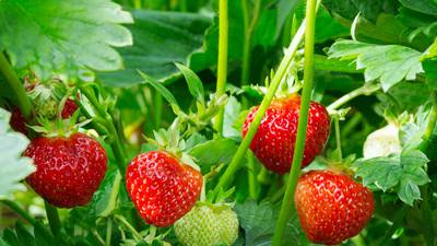Gardening: Plant now for strawberry heaven next summer