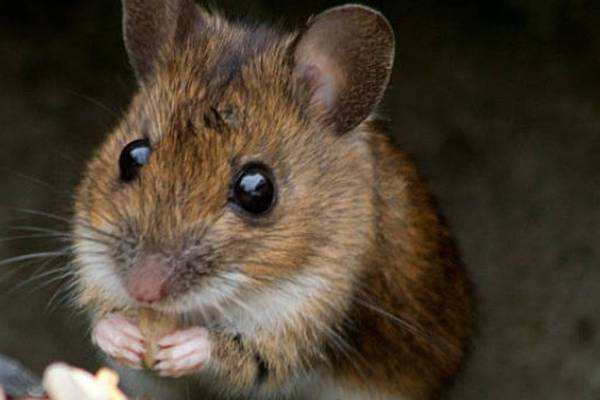 Three food firms ordered to close due to rodent infestations