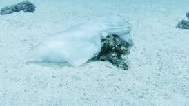 Wet wipes a growing beach waste, says Coastwatch report