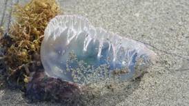 Storm Ophelia may have swept Portuguese men o’ war our way