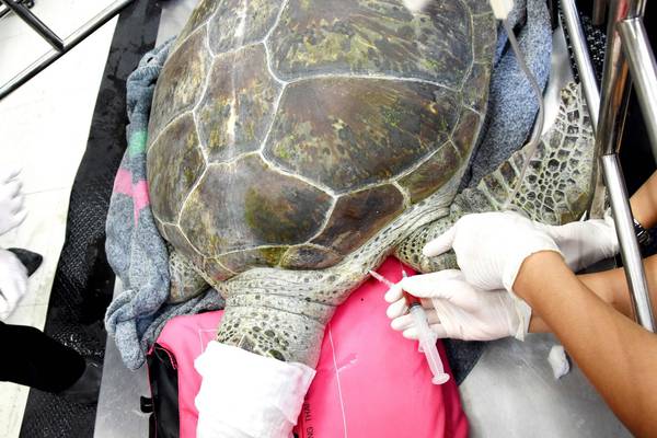 ‘Piggy bank’ turtle dies in Thailand after swallowing good luck coins