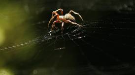 Spiders can ‘tune’ their webs, researchers find