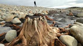 Storms reveal 7,500-year-old ‘drowned forest’ on north Galway coastline